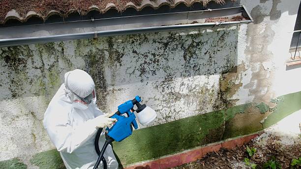Top rated local Mold Remediation specialists in Jackson, GA